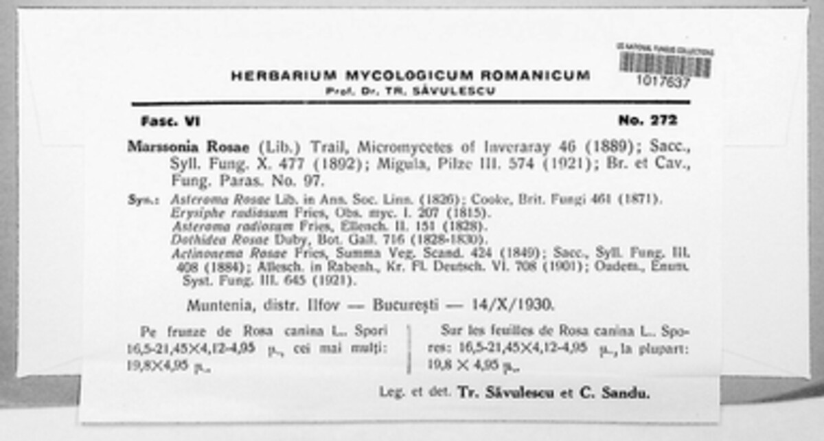 Diplocarpon rosae image